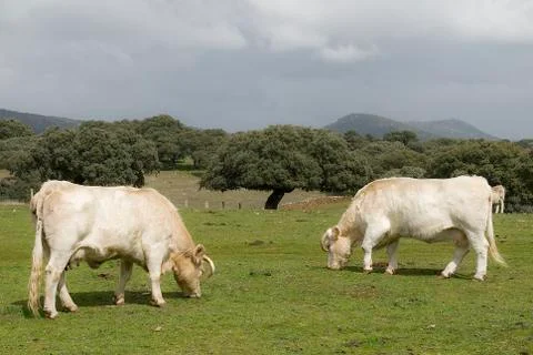 Cows grazing in the field Stock Photos