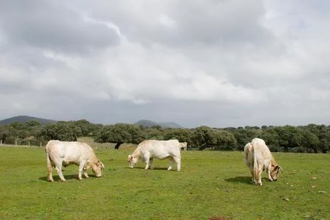 Cows grazing in the field Stock Photos