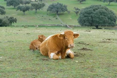 Cows grazing in the field Stock Photos