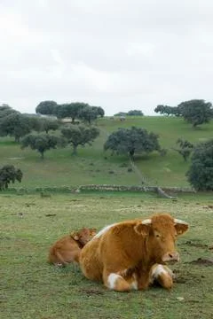Cows grazing in the field Stock Photos