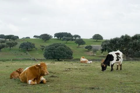 Cows grazing in the field Stock Photos