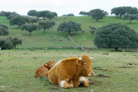 Cows grazing in the field Stock Photos