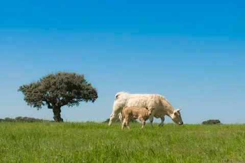 Cows grazing in the field Stock Photos