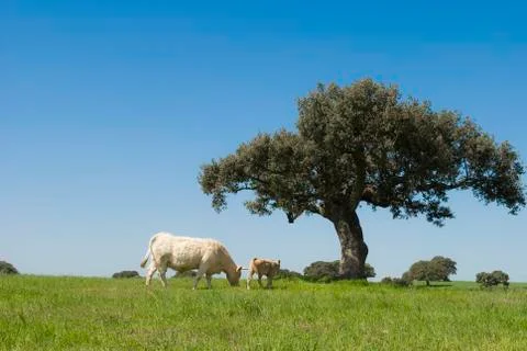 Cows grazing in the field Stock Photos