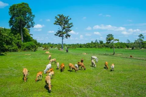 Cows grazing in a field Stock Photos