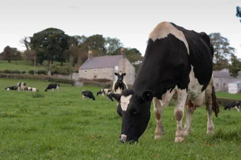 Cows grazing in field Stock Photos