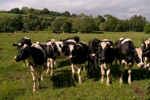 Cows grazing in field Stock Photos
