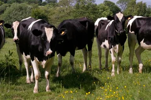 Cows grazing in field Stock Photos