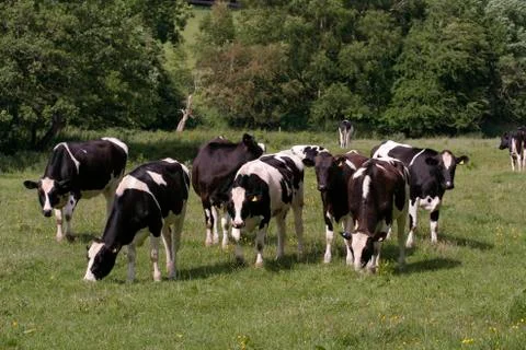 Cows grazing in field Stock Photos