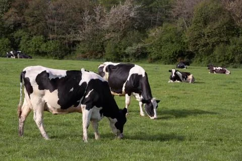 Cows grazing in field Stock Photos