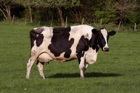 Cows grazing in field Stock Photos