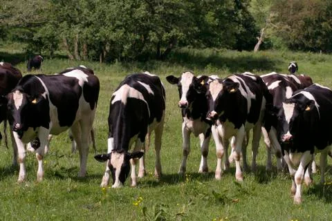 Cows grazing in field Stock Photos