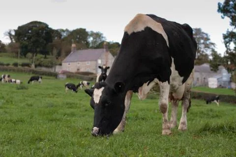 Cows grazing in field Stock Photos