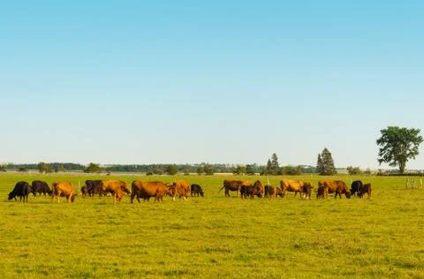 Cows grazing on a field Stock Photos