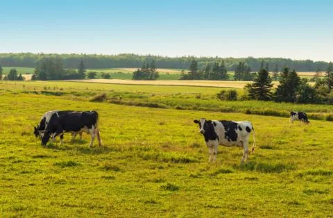 Cows grazing on a field Stock Photos