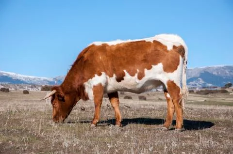 Cows grazing in the field Stock Photos