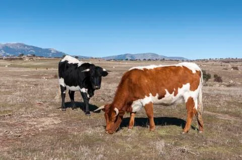 Cows grazing in the field Stock Photos