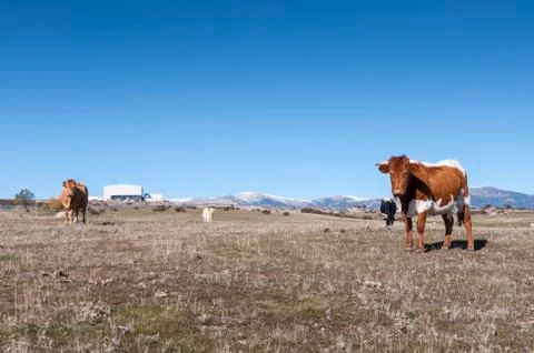 Cows grazing in the field Foto stock