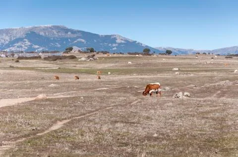 Cows grazing in the field Stock Photos