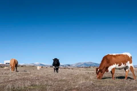Cows grazing in the field Stock Photos
