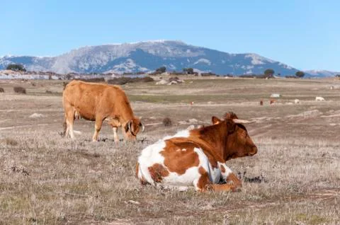 Cows grazing in the field Stock Photos