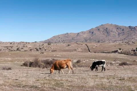 Cows grazing in the field Stock Photos