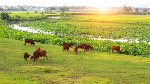 Cows grazing in a field Stock Photos