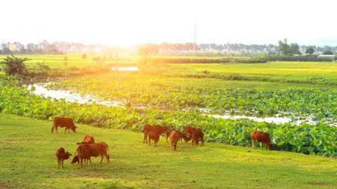 Cows grazing in a field Stock Photos