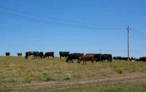 Cows grazing on a field Stock Photos