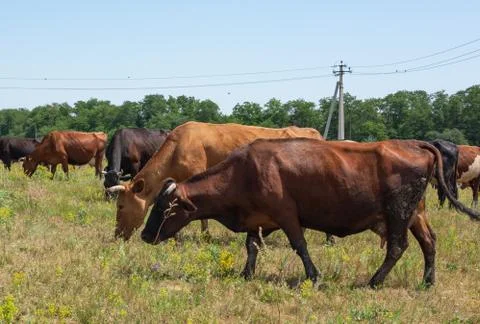 Cows grazing on a field Stock Photos