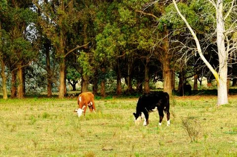 Cows grazing on the field Stock Photos