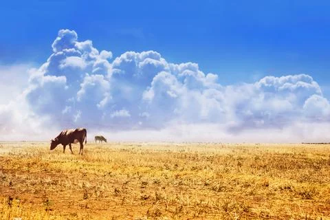 Cows grazing on field. Foto stock