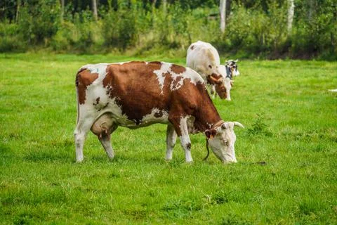 Cows grazing on a field. Fotos Stock