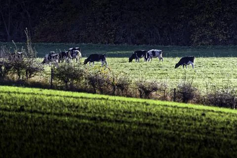 Cows Grazing in Field Stock Photos