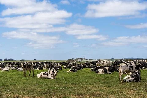 Cows grazing on the field Stock Photos