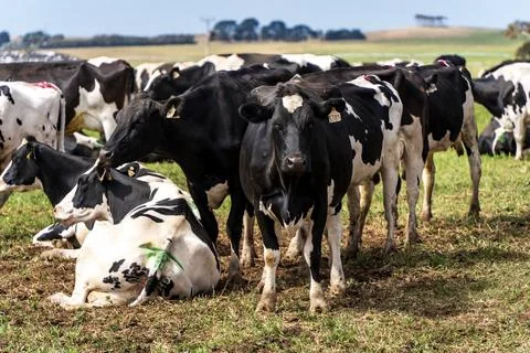 Cows grazing on the field Stock Photos