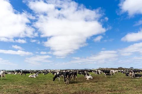 Cows grazing on the field Stock Photos