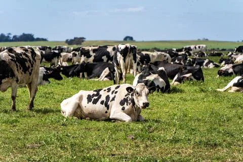 Cows grazing on the field Stock Photos