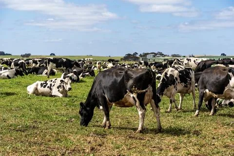 Cows grazing on the field Stock Photos