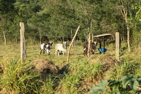 Cows grazing in the field Stock Photos