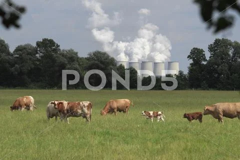 Cows Grazing In A Field With A Power Station In The Background