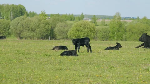 Cows Grazing On A Field In Summer. Herd Of Black Angus Cows Grazing. Open Farm Stock Footage 275431864