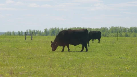 Cows Grazing On A Field In Summer. Herd Of Black Angus Cows Grazing. Open Farm Stock Footage 276174366