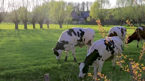Cows grazing in a field with the sun setting in the background Stock Footage 152972632