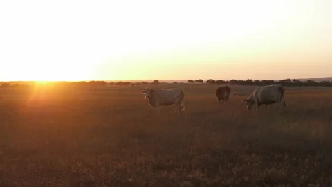 Cows grazing in field at sunset 4k Stock Footage 138191300