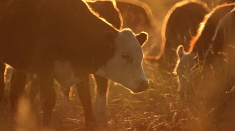 Cows Grazing in Field at Sunset Stock Footage 56777274