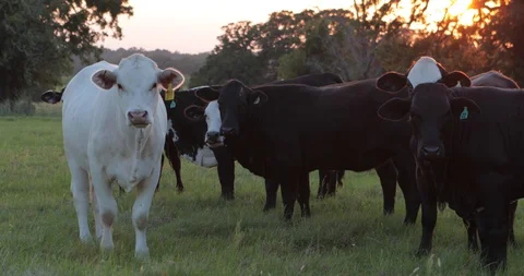 Cows Grazing In Field At Sunset Stock Footage 92318134