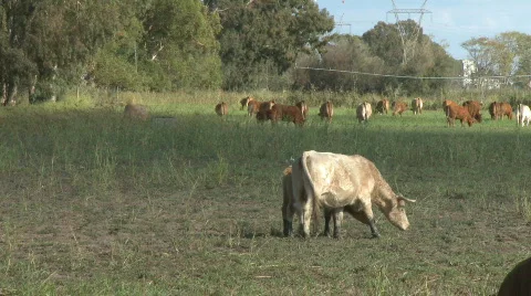 Cows grazing in a field time lapse Video stock 618722