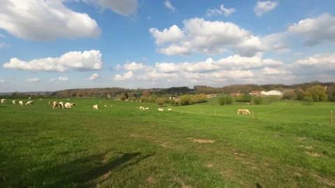 Cows grazing in a field timelapse Stock Footage 153356736