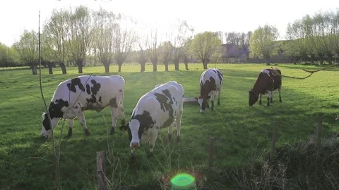 Cows grazing in a field with willow trees in the background Vídeos de archivo 152973040